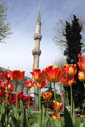 Blue Mosque - Tulips and Minaret